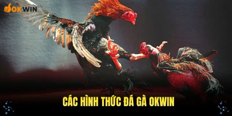 Tổng hợp các hình thức đá gà OKWIN phổ biến nhất hiện nay